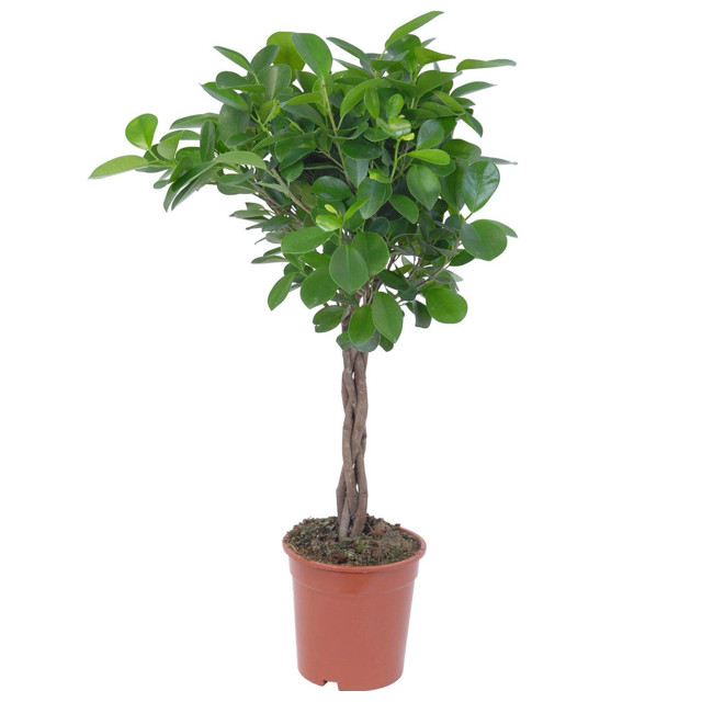 растение Фикус Микрокарпа d9 h20