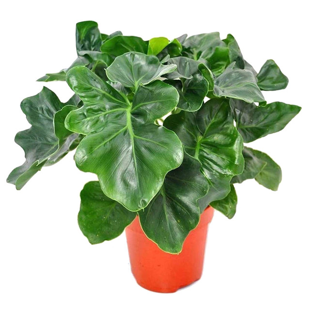 растение Филодендрон Атом d12 h35