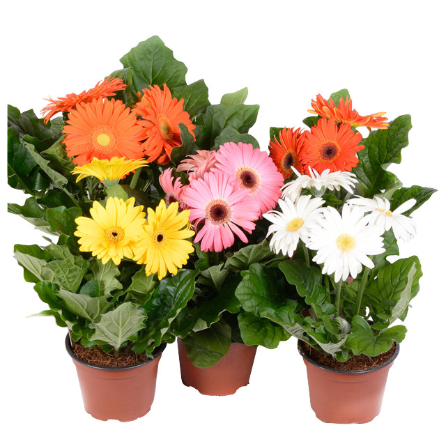 растение Гербера микс d10 h25