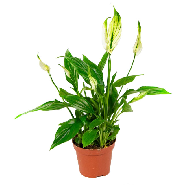 растение Спатифиллум Шопен d17 h35