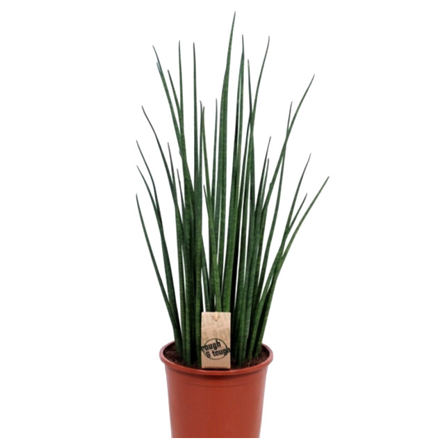 растение Сансевиерия Микадо d8,5 h25