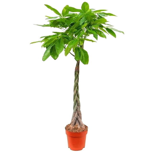 растение Пахира Акватика d15 h60