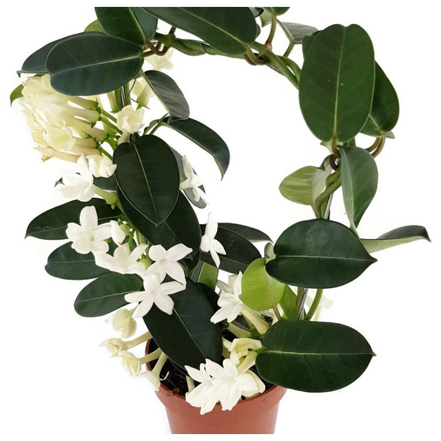 растение Стефанотис Флорибунда d12 h40