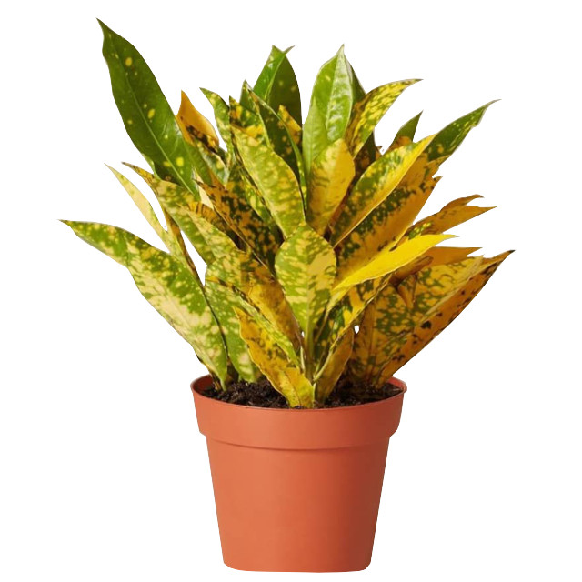 растение Кодиеум Варигатум Голд Сан d9 h20 растение Кодиеум Варигатум Голд Сан d9 h20