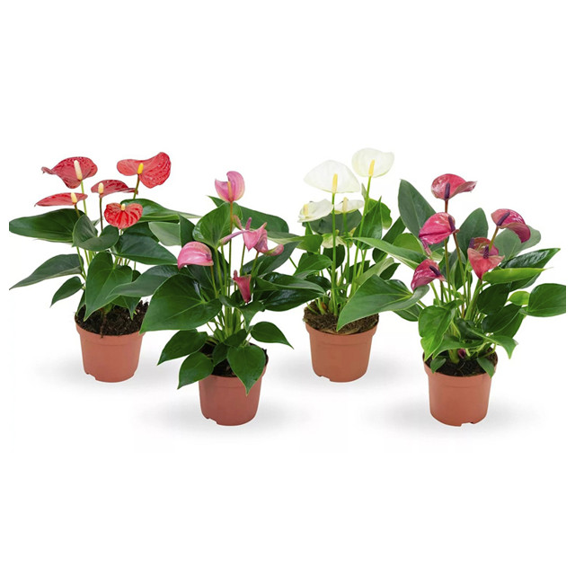 растение Антуриум микс 4 цвета d9 h25 растение Антуриум микс 4 цвета d9 h25