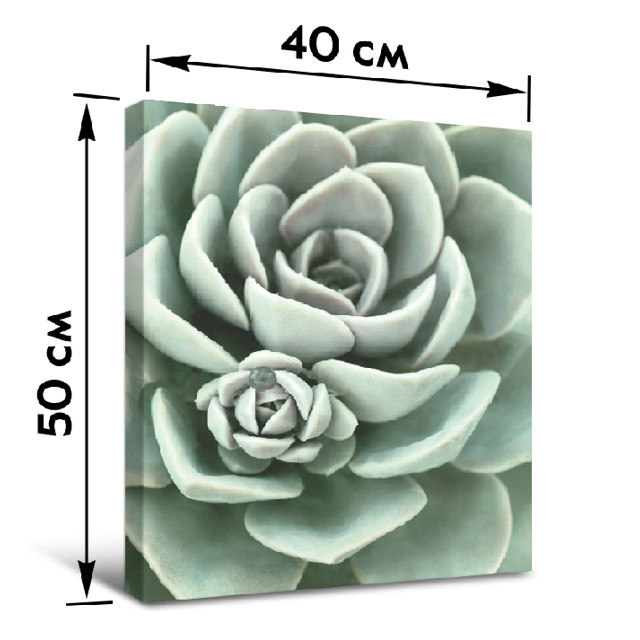 картина на холсте СУККУЛЕНТ 400х500мм