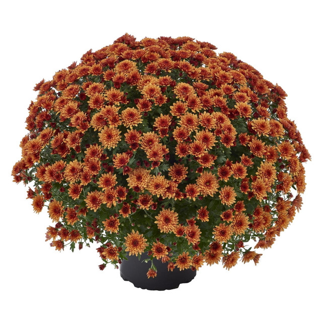 растение Хризантема мультифлора d 13  болл