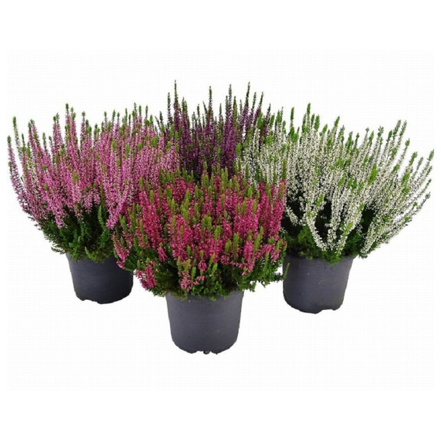 растение Каллуна Микс P9 d10см горшок