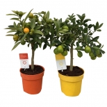 растение Цитрус Микс d14 h45 растение Цитрус Микс d14 h45 - фото в каталоге Максидом