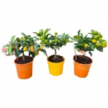 растение Цитрус Микс мини ствол d12 h30 растение Цитрус Микс мини ствол d12 h30 - фото в каталоге Максидом