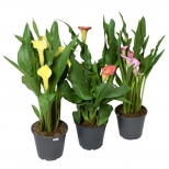 растение Зантедеския микс d12 h40 растение Зантедеския микс d12 h40 - фото в каталоге Максидом