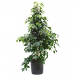растение Фикус Бенджамина Даниэль d14 h50 растение Фикус Бенджамина Даниэль d14 h50 - фото в каталоге Максидом