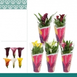 растение Калла микс в упаковке d12 h35 растение Калла микс в упаковке d12 h35 - фото в каталоге Максидом