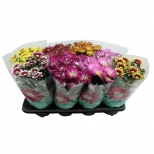 растение Хризантема микс d9 h20 растение Хризантема микс d9 h20 - фото в каталоге Максидом