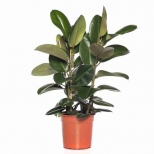 растение Фикус Эластика Робуста d17 h70 растение Фикус Эластика Робуста d17 h70 - фото в каталоге Максидом