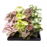 растение Сингониум Микс d12 h25 растение Сингониум Микс d12 h25 - фото в каталоге Максидом