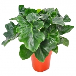 растение Филодендрон Атом d12 h35 растение Филодендрон Атом d12 h35 - фото в каталоге Максидом