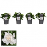 растение Гардения белая d13 h25 растение Гардения белая d13 h25 - фото в каталоге Максидом