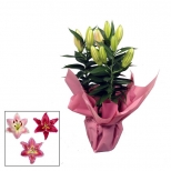 растение Лилия ориентал d13 h50 растение Лилия ориентал d13 h50 - фото в каталоге Максидом