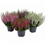растение Каллуна Микс P9 d10см горшок растение Каллуна Микс P9 d10см горшок - фото в каталоге Максидом