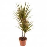 растение Драцена Маргината 2 ствола d17 h80 растение Драцена Маргината 2 ствола d17 h80 - фото в каталоге Максидом