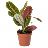 растение Маранта Фасцинатор Триколор d12 h30 растение Маранта Фасцинатор Триколор d12 h30 - фото в каталоге Максидом