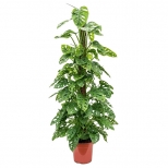 растение Монстера Манки Мэск d12 h30 растение Монстера Манки Мэск d12 h30 - фото в каталоге Максидом