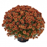 растение Хризантема мультифлора d 13  болл растение Хризантема мультифлора d 13  болл - фото в каталоге Максидом