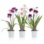 растение Мильтония микс 1ст. d12 h50 растение Мильтония микс 1ст. d12 h50 - фото в каталоге Максидом