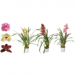 растение Цимбидиум микс 1ст. d12 h50 растение Цимбидиум микс 1ст. d12 h50 - фото в каталоге Максидом