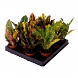 растение Кодиеум микс d13 h35 растение Кодиеум микс d13 h35 - фото в каталоге Максидом