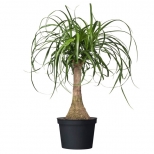 растение Нолина Бокарнея Ствол d14см h40см - фото в каталоге Максидом