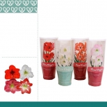 растение Гиппиаструм 1ПП микс в упаковке d12 h20 растение Гиппиаструм 1ПП микс в упаковке d12 h20 - фото в каталоге Максидом