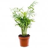 растение Хамедорея Элеганс d5см h15см растение Хамедорея Элеганс d5см h15см - фото в каталоге Максидом