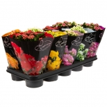 растение Каланхое Делюкс Микс d12 h25 растение Каланхое Делюкс Микс d12 h25 - фото в каталоге Максидом